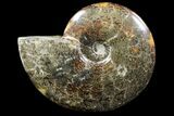 Polished, Agatized Ammonite (Cleoniceras) - Madagascar #88137-1